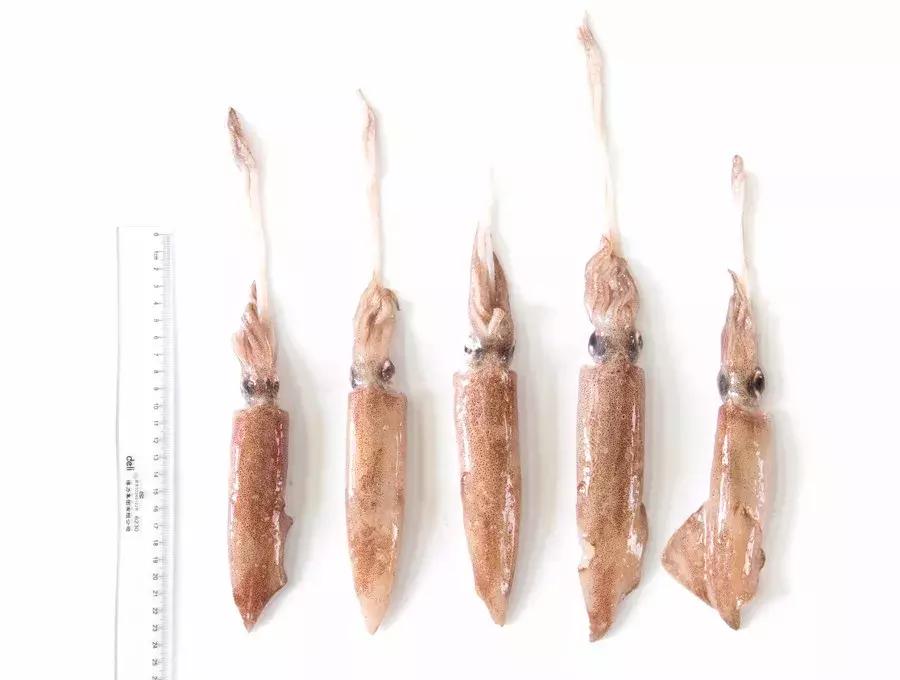 缃戜笂涔扮殑绮惧搧鐚倝,缃戜笂娣樺埌鐨勫ソ涓滆タ