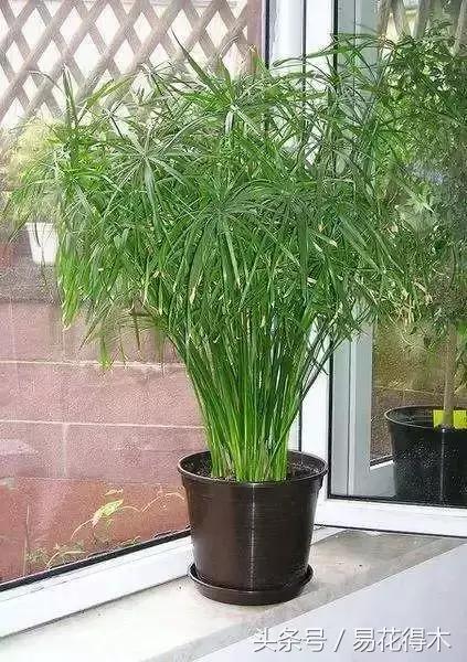 盆景富贵竹叶子发黄怎么救,水培棕竹叶片发黑干枯怎么解救