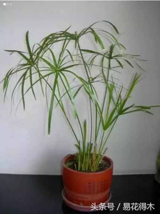 水棕竹,水棕竹如何繁殖