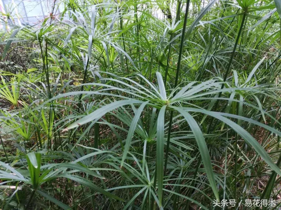 水棕竹,水棕竹如何繁殖