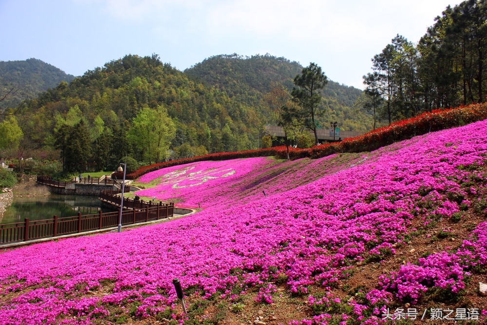 宁波植物园樱花最佳拍摄,花花世界桃博园