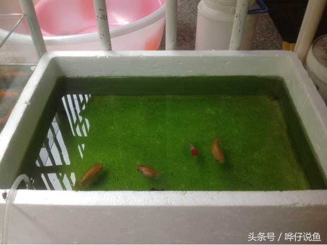 在家里怎样养好鱼缸里的金鱼,新手怎么养好观赏金鱼