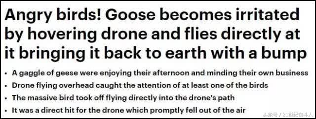 什么鹅的战斗力最强,鹅的战斗力是什么梗