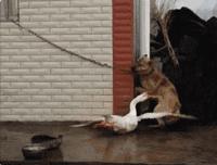 什么鹅的战斗力最强,鹅的战斗力是什么梗