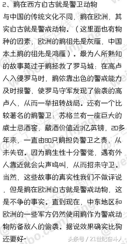 什么鹅的战斗力最强,鹅的战斗力是什么梗