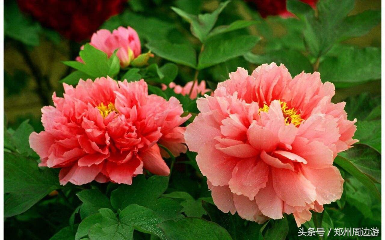 描写牡丹花的诗句开头,关于牡丹诗句和好词好句