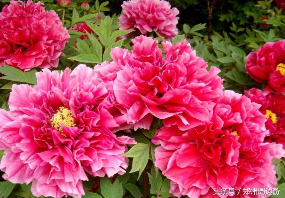 描写牡丹花的诗句开头,关于牡丹诗句和好词好句