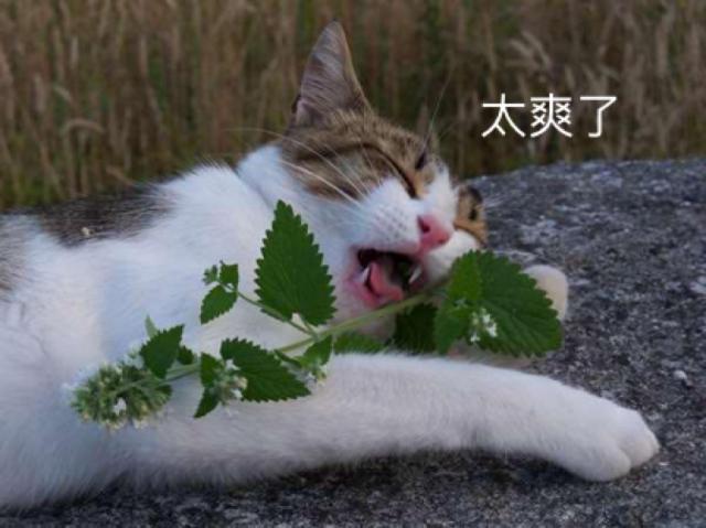 不堪入目，暗访喵届吸毒场所，竟……