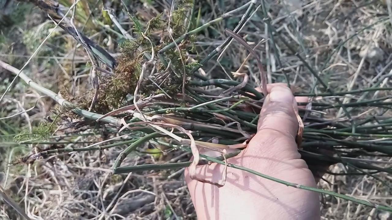 这种植物在农村全身是宝,农村常见却不为人知小植物作用大