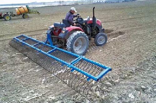 龙草净在棉田防除龙葵技术