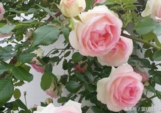 网购月季到家花苞蔫了怎么办,月季换盆后花苞蔫了怎么补救