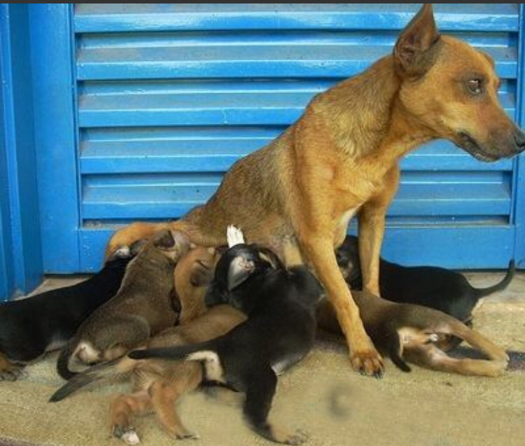 为什么你家狗狗还没有怀孕,肚子却日渐大了,还在分泌乳汁?