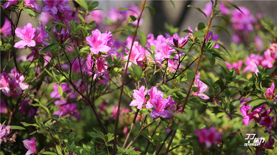 苍山现在变成了这样，让我如何再风花雪月