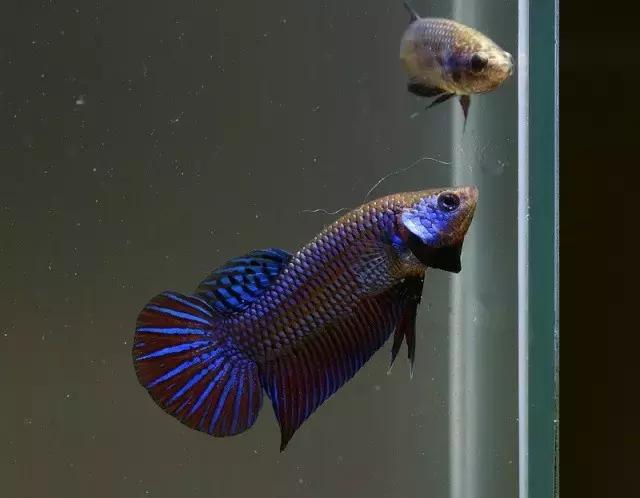 有哪些斗鱼天性好斗,斗鱼自恋狂