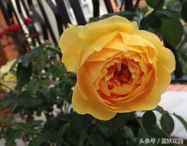 不认识这些月季病，怎能养好月季花？