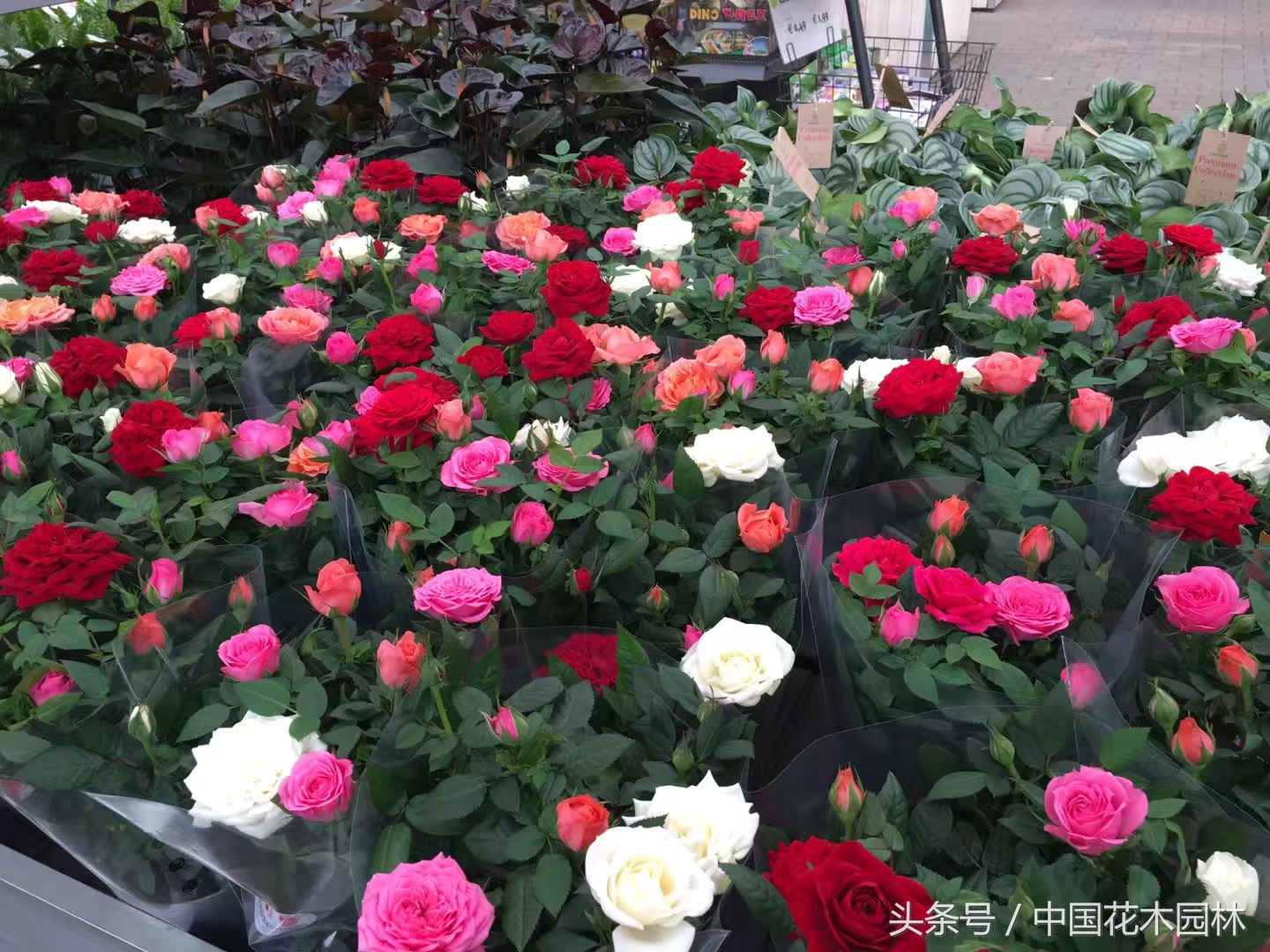 荷兰花园店值得购买的产品,荷兰花园店必买的产品