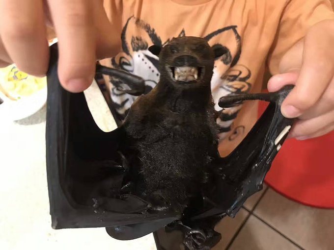 帕劳旅行的日记,帕劳的旅行日记