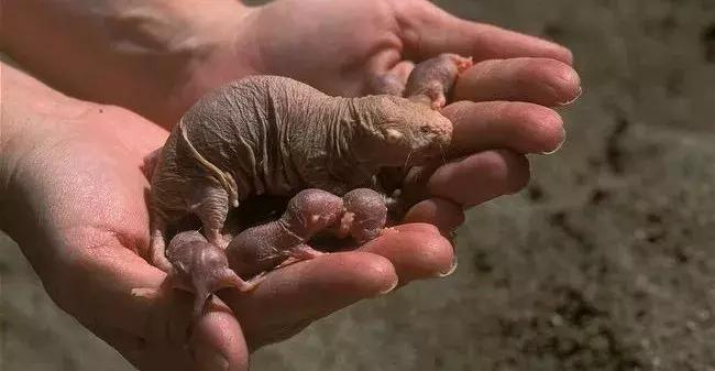 自愈能力最强的哺乳动物,唯一不会得癌症的哺乳动物