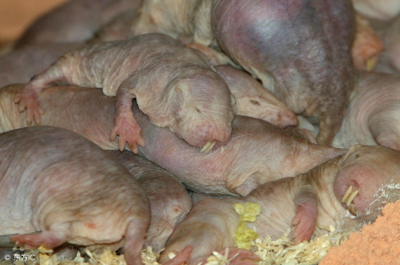 裸鼹鼠不衰老为什么会死,裸鼹鼠一生不得病吗