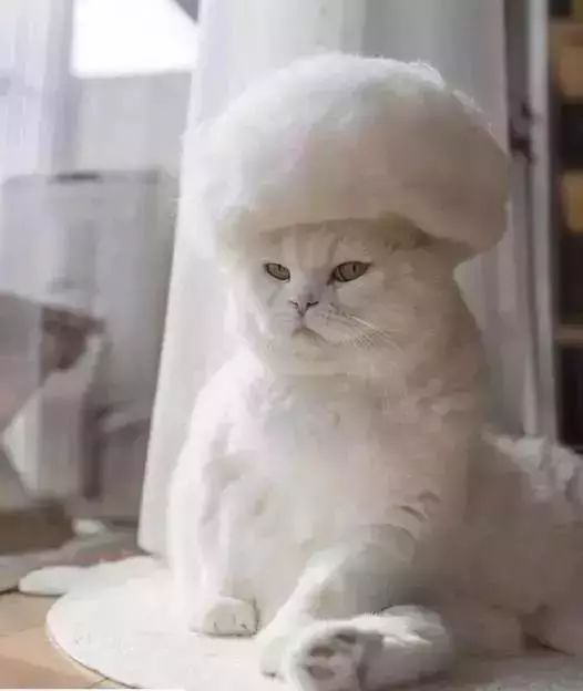 养猫铲屎官注意事项,铲屎官爱猫的三种境界