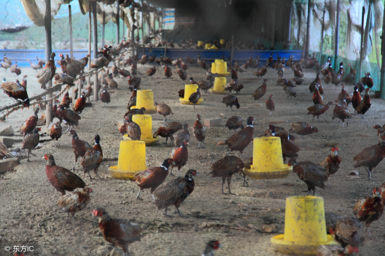 3到4天的山鸡怎么养,山鸡饲养技术大全视频观看
