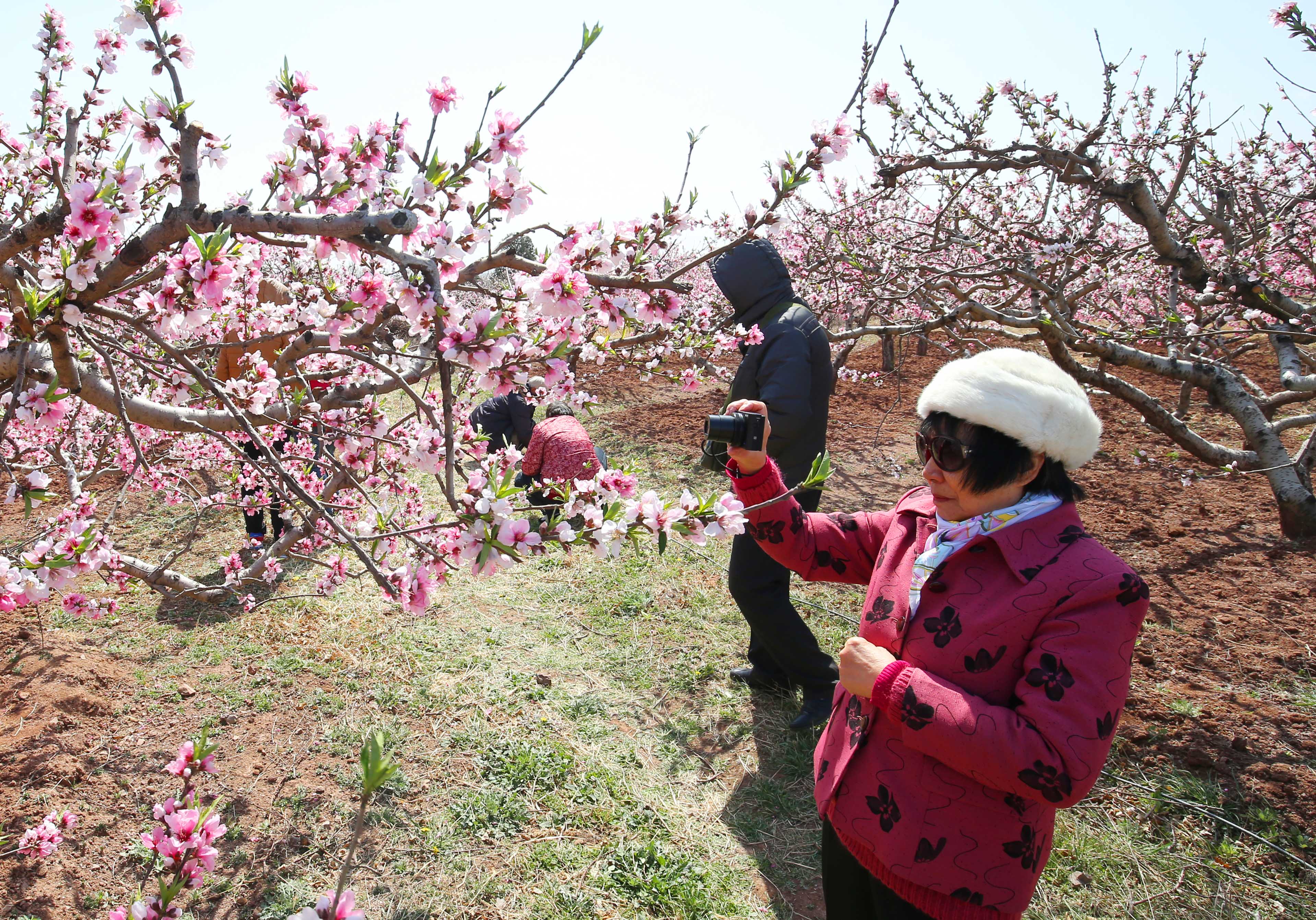 安丘举办盛大桃花节，景色迷人活动丰富多彩