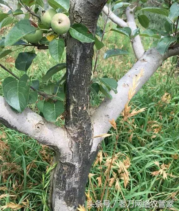 苹果树干腐病怎么治疗,苹果树干腐病是怎样的