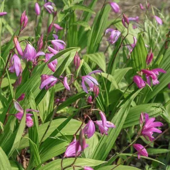 300种园林植物栽培与应用,苗木种植园林绿化