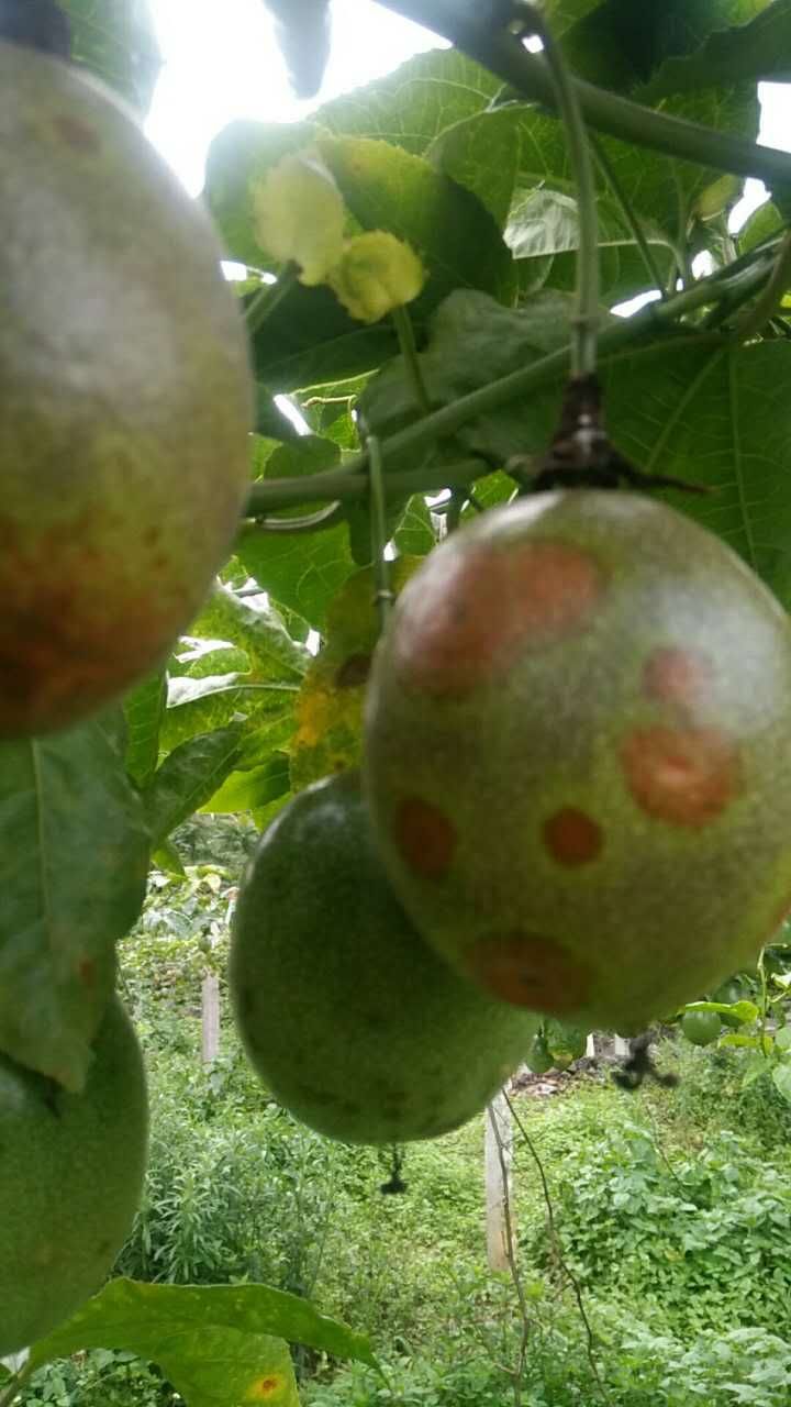 百香果病毒病的症状图片,百香果病毒病图谱及防治