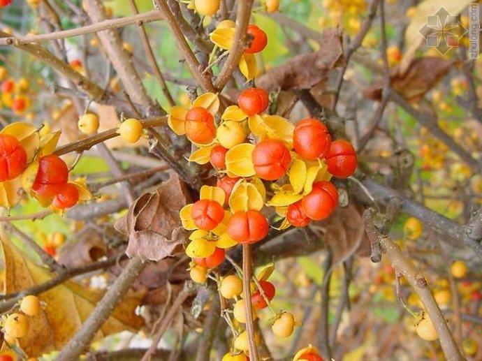 南蛇藤妙用,南蛇藤有何用