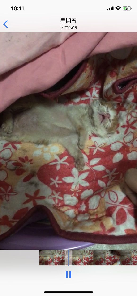 小奶猫死而复生，主人很不解，网友玩笑称：它的第二条命开启了