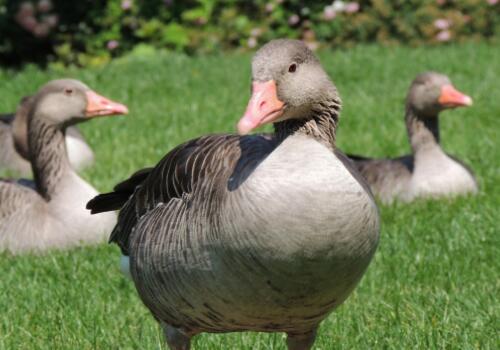 养肉鹅1000只利润和成本,500只肉鹅成本和利润