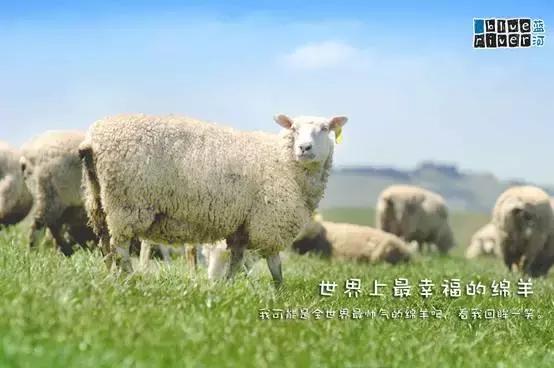 蓝河绵羊奶产地哪里,蓝河绵羊奶哪个国家的