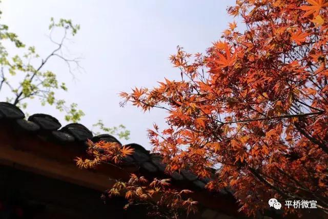 平桥美丽乡村,平桥区漂亮乡村