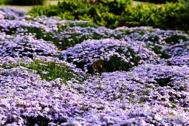 平桥美丽乡村,平桥区漂亮乡村