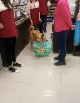 偷看客人吃东西被发现,阿汪秒变无辜脸:我来陪爸爸买酱油的...