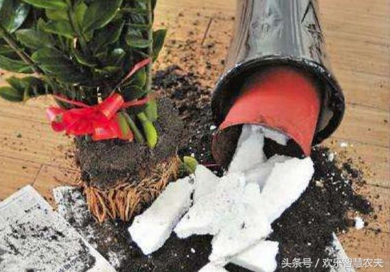 花卉市场买盆栽避坑,购买盆栽注意什么细节