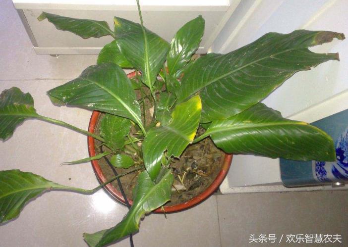 花卉市场买盆栽避坑,购买盆栽注意什么细节