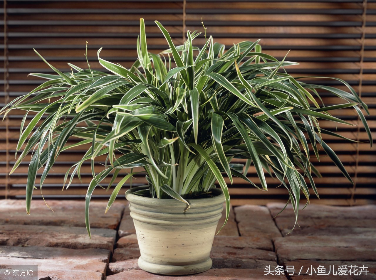 水培吊兰怎么养才能更旺盛小妙招,水培吊兰养护应该注意哪些事项