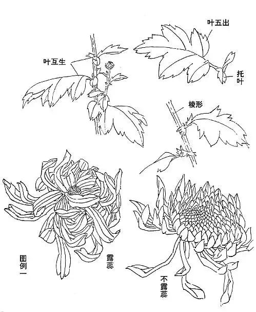 国画基础画菊花该如何构图才好看,国画菊花怎么画简单画法