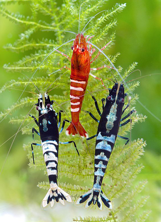 观赏虾和鱼,鱼观赏虾