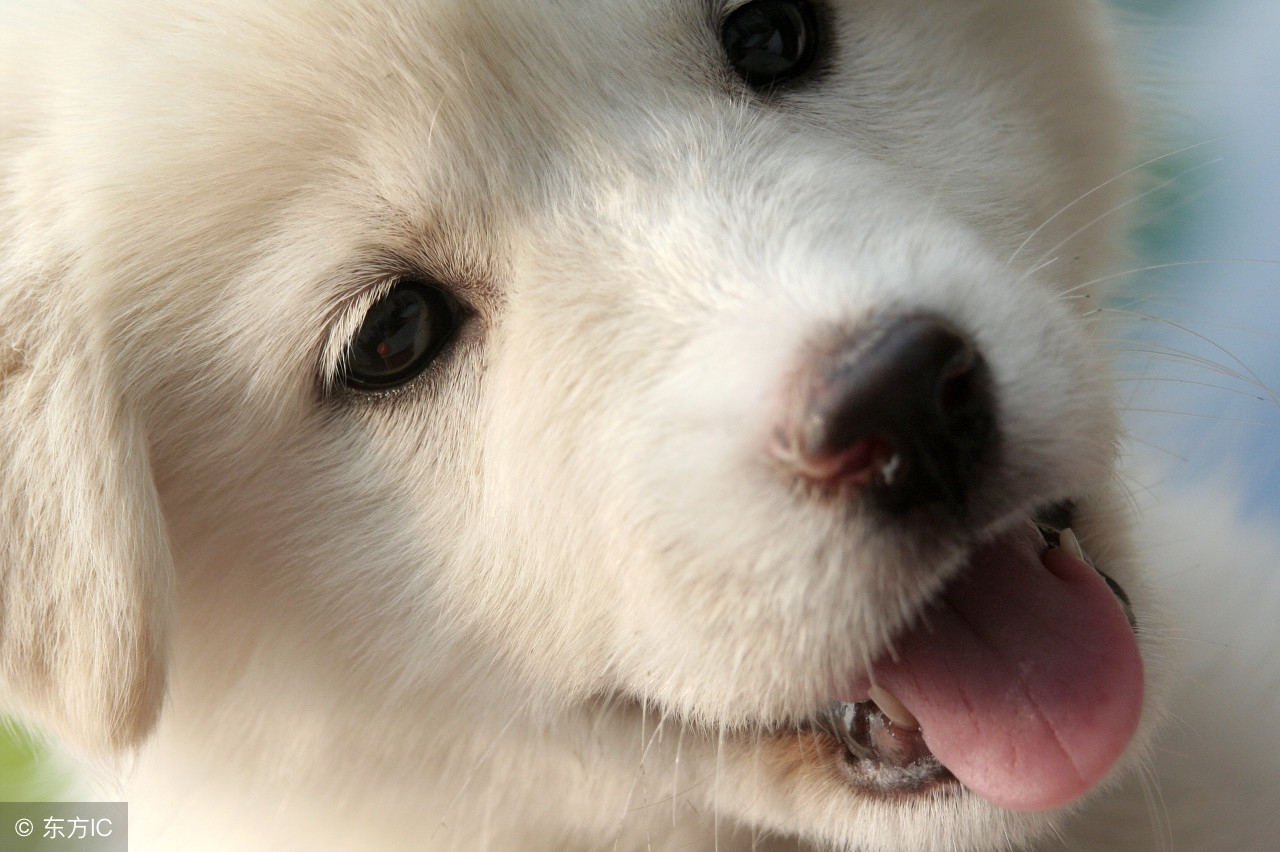 泰迪狗狗口臭用什么最见效,老年狗狗口臭是什么原因