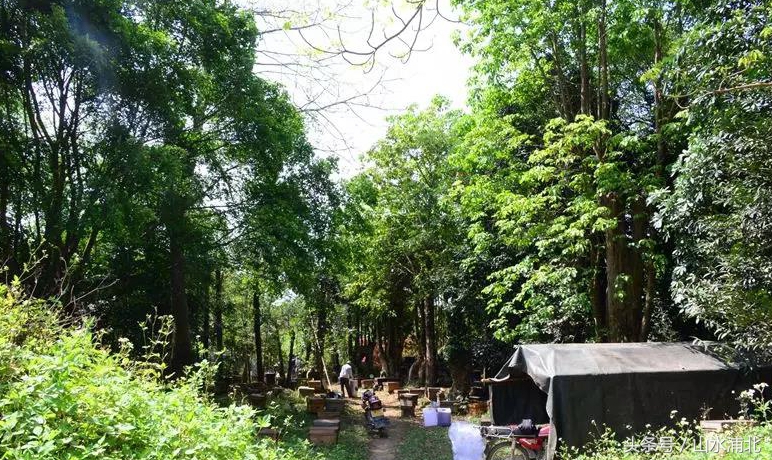 养蜂蜂蜜多少钱一斤,横县蜜蜂出售