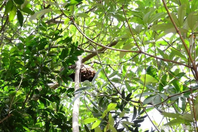 养蜂蜂蜜多少钱一斤,横县蜜蜂出售