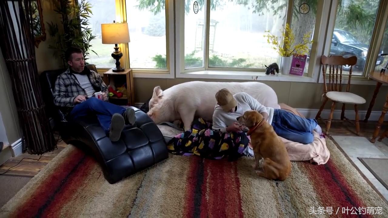 养茶杯猪养成大肥猪,茶杯猪怎么养