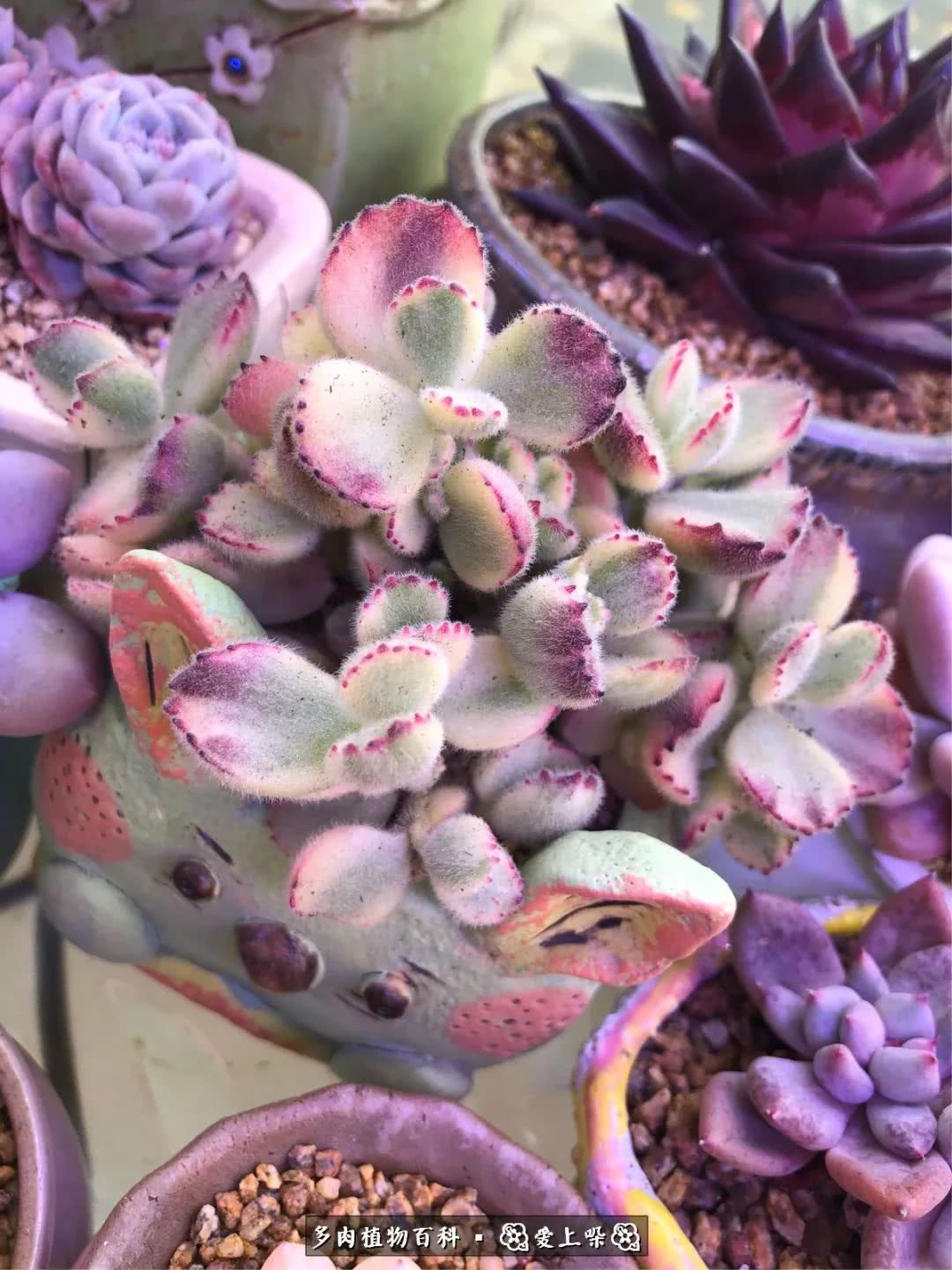 没阳光的多肉也如此迷人,不需要很多阳光的多肉