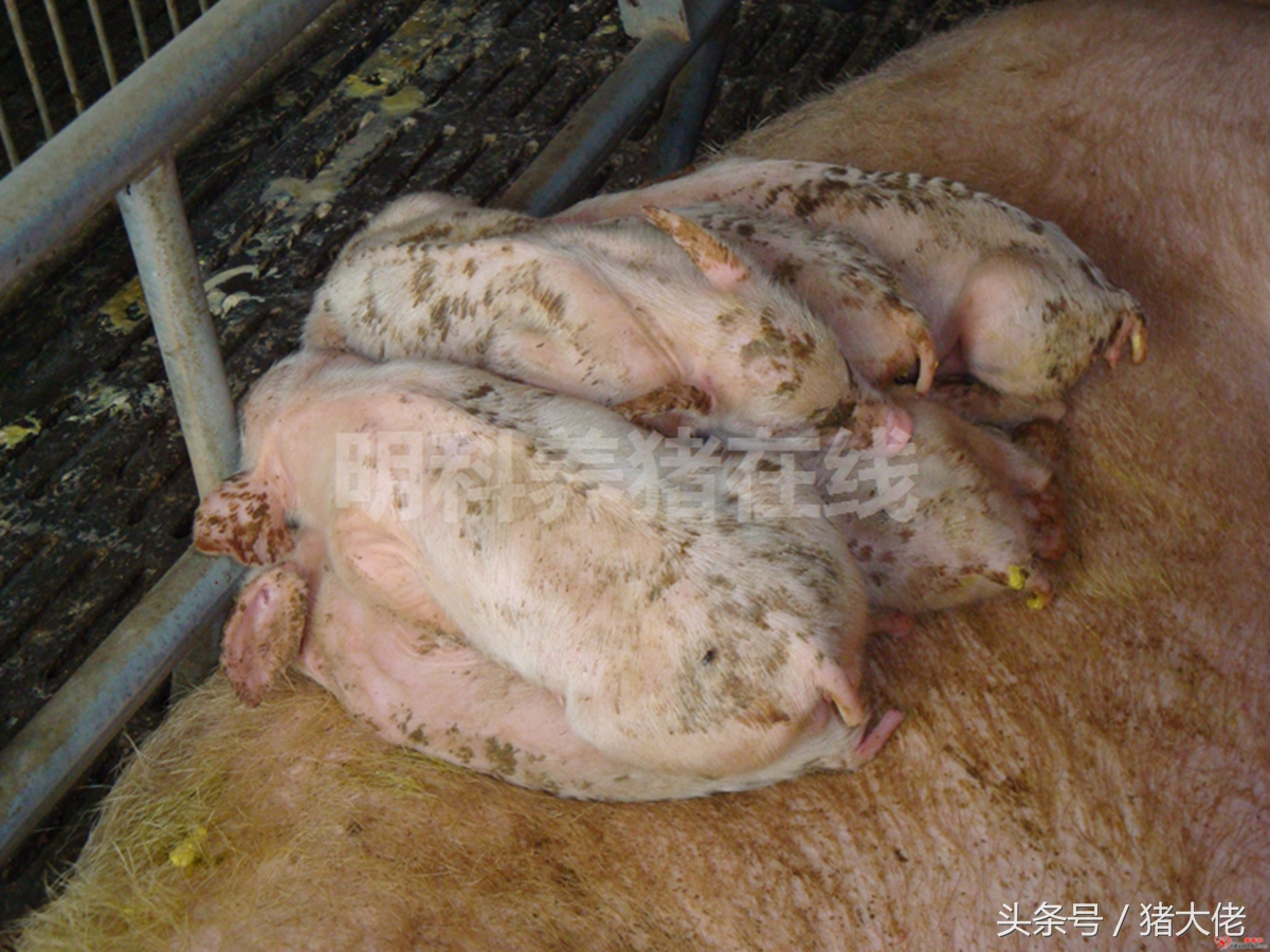 母猪导致小猪拉稀,母猪吃了发霉的玉米有什么后果