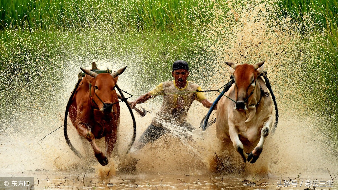 黄牛的养殖方法,黄牛养殖方法劲爆视频