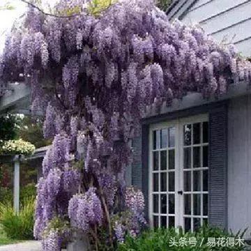 室外北阳台耐寒耐阴植物,适合在花园种植的耐寒藤本植物