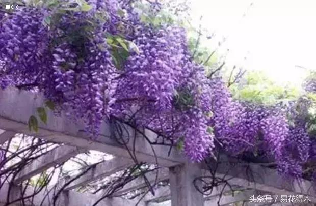 阳台水栽藤本植物图片,适合阳台养的藤本植物花期长